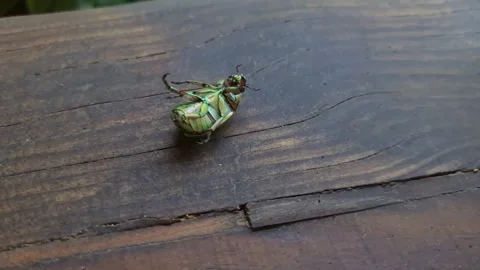 Green beetle flips upside down Stock Footage 248558002