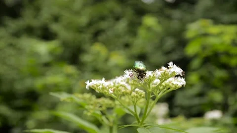 Green Beetle on a flower bush Stock Footage 201345191