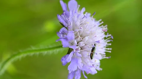 Green Beetle on flower in meadow Stock Footage 7908792
