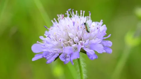 Green Beetle on Flower in meadow Stock-Footage 7908842