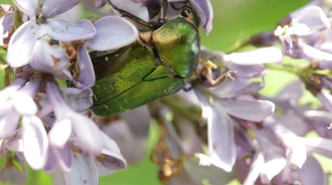 Green Beetle Stock Footage 35729009