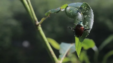 GREEN BEETLE ON GREEN FOLIAGE Stock Footage 84237623