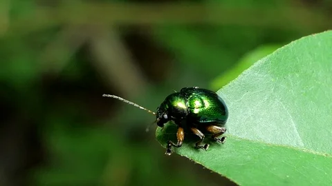 Green beetle on the green leaf. Stock Footage 78758479