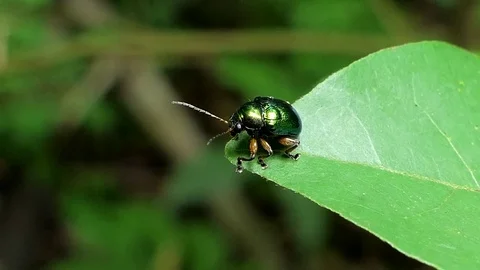 Green beetle on the green leaf. Stock Footage 78769961