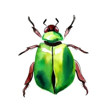 Green beetle Illustrazione stock