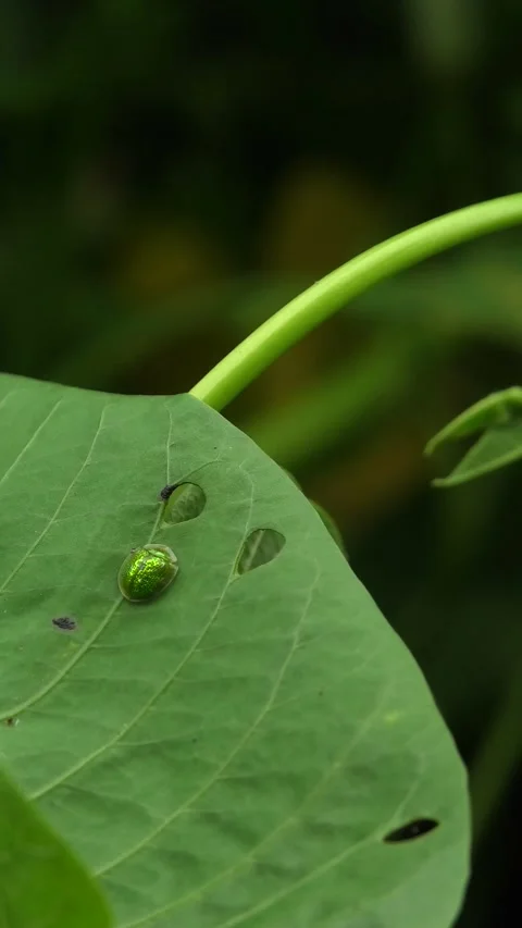 Green Beetle Ladybug On A Leaf Video stock 308058613