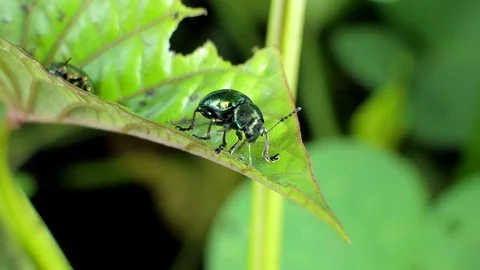 Green beetle on the leaf. Stock-Footage 82788243