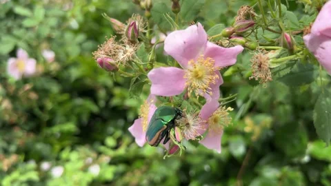 Green beetle macro 2 Stock Footage 340541236
