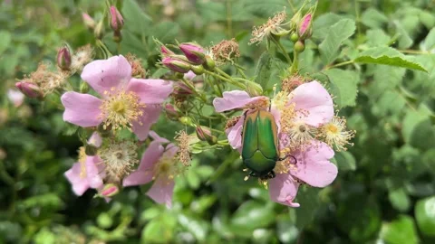 Green beetle macro Stock Footage 340541235