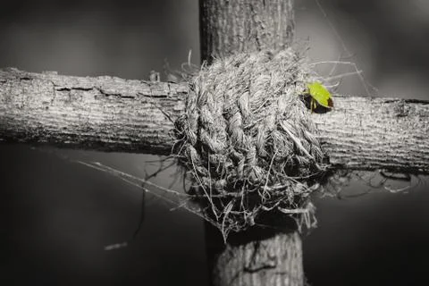 Green beetle on the node Stock Photos