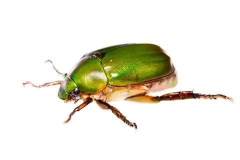 Green beetle Stock Photos