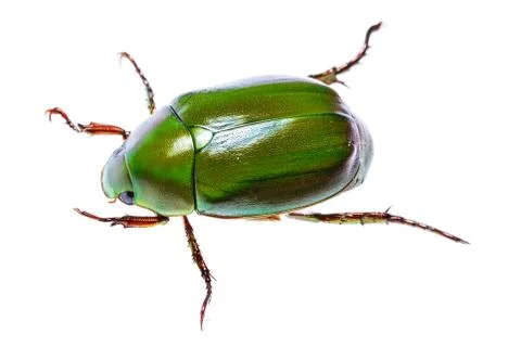Green beetle Stock Photos