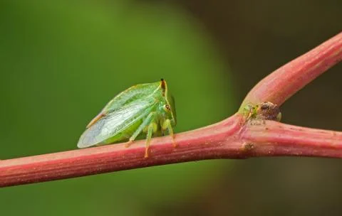 Green beetle. Stock Photos