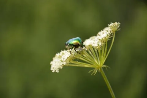 Green beetle 스톡 사진