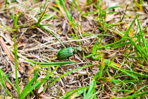 Green Beetle 写真素材