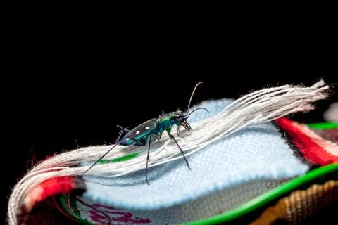 The green beetle Stock Photos