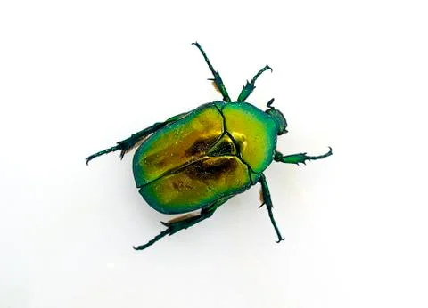 Green beetle 스톡 사진