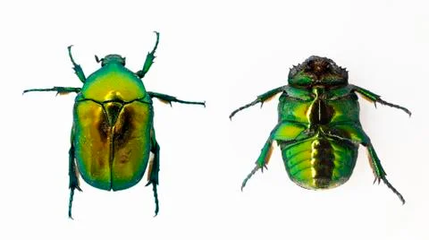 Green beetle Stock Photos
