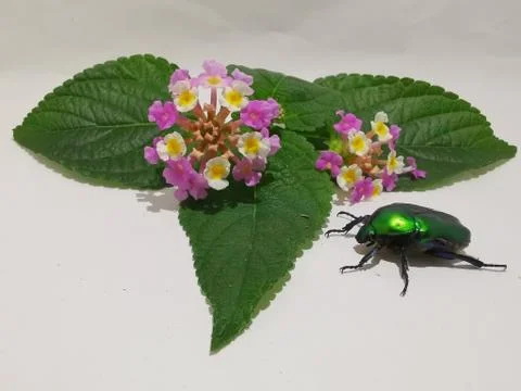 Green beetle Stock Photos