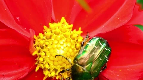 Green beetle on red flower closeup. Stock Footage 307263552