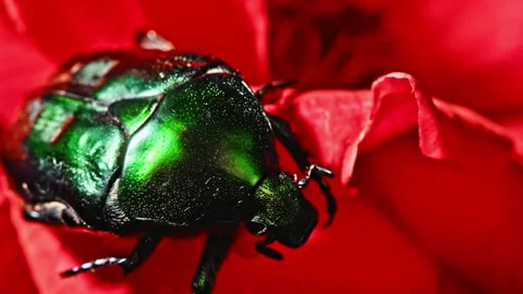 Green beetle red flower macro. Stock Footage 307263933
