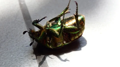 Green beetle up side down Stock Footage 118352139