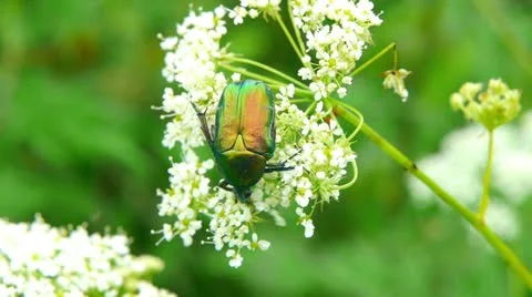 Green beetle sitting on a leaf. Stockbeeldmateriaal 11532778