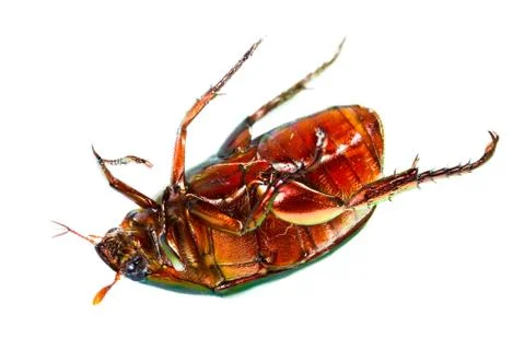 Green beetle turn over Stock Photos