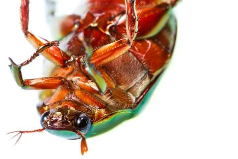 Green beetle turn over Stock Photos