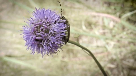 Green beetle on a violet flower Stock Footage 78300656