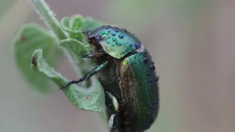 Green beetle with water drops 4K - Italian nature Video stock 201007715