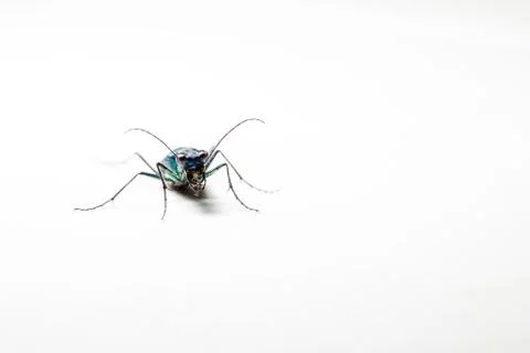 Green beetle whit reflection Stock Photos