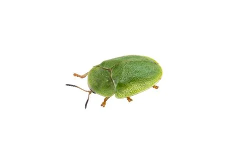 Green beetle on a white background 스톡 사진