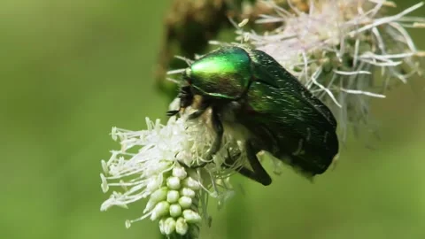 Green beetle on white flower. Stock Footage 307265116