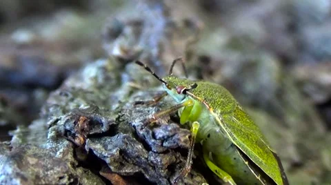 Green Beetle.Macro, Stock Footage 54740700