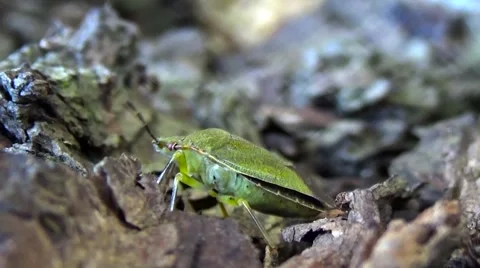 Green Beetle.Macro, Stock Footage 54740701