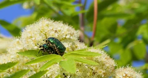 Green beetles mating on a green leaf Vídeos de archivo 198049761