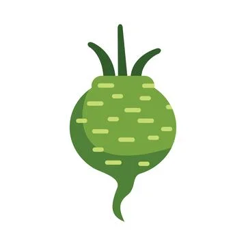 Green beetroot growing with leaves on top illustration Stock Illustration