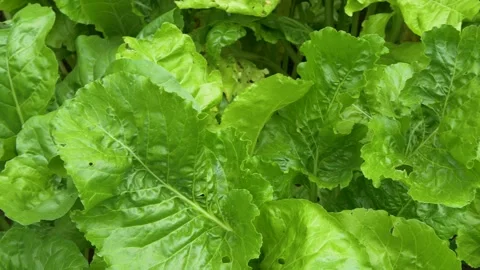 Green beetroot leaves on a plantation, close-up, background Stock Footage 202608451