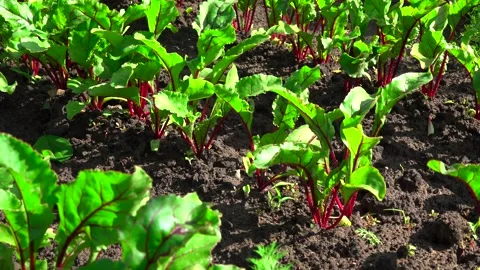 Green beets growing in the garden Stock Footage 131502683
