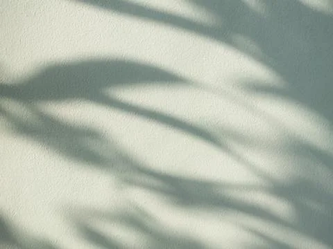 Green Beige Background Shadow Leaf Abstract Minimal Eco Evergreens Stock Photos
