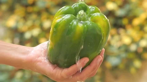 Green bell pepper in hand under flowing water slow motion 動画素材 41390605