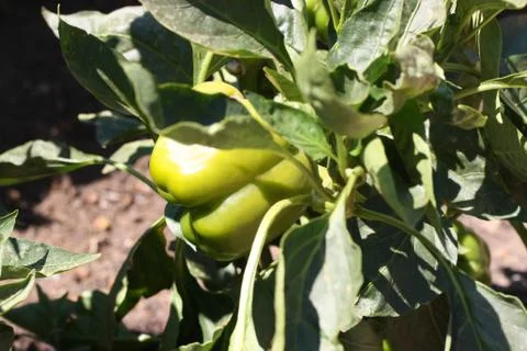 Green Bell Pepper Stock Photos