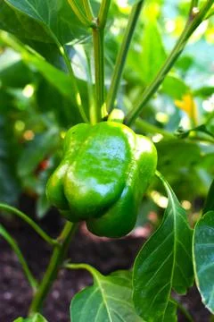 Green Bell Pepper 스톡 사진