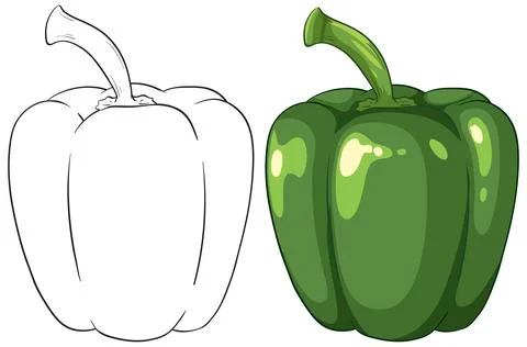 Green Bell Pepper Vector Illustration with Line Art and Color Version Stock Illustration