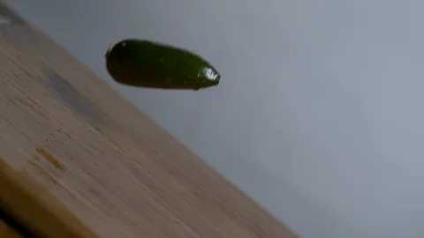 Green bell peppers falling and bouncing over tilt chopping board in slow motion Stock Footage 100007308