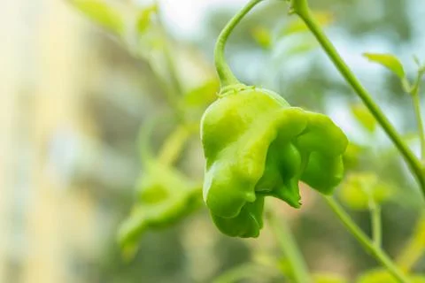 Green bell shaped chilli alone in the garden well lit Foto stock