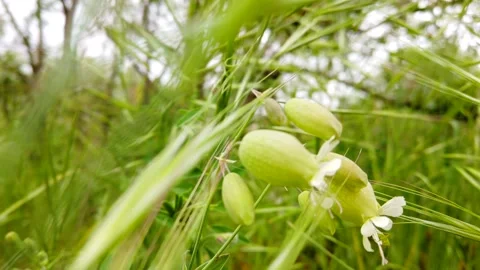Green Bell Shaped Wildflowers Moving Naturally Among Tall Grass in Summer Breeze 库存影片 333522845