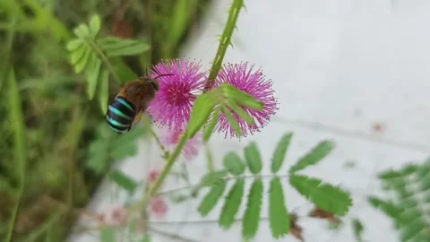 Green belly bee Stock Footage 235707363
