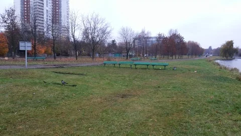 Green bench and wild crow jumping all around Stock Footage 98009233